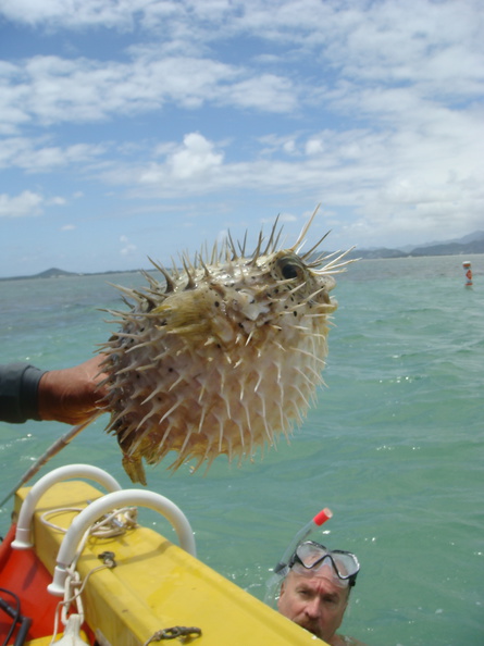 dan-harden-pufferfish-2.jpg