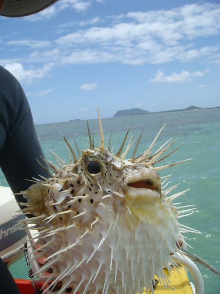 dan-harden-pufferfish.jpg