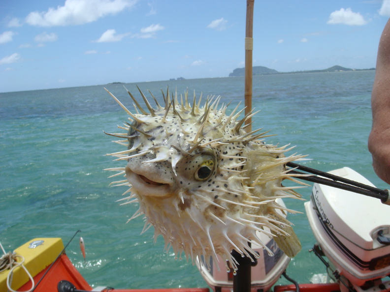 spear-fishing-kaneohe.jpg